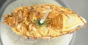 Media type: image;   Entomology 3711 Aspect: habitus ventral view